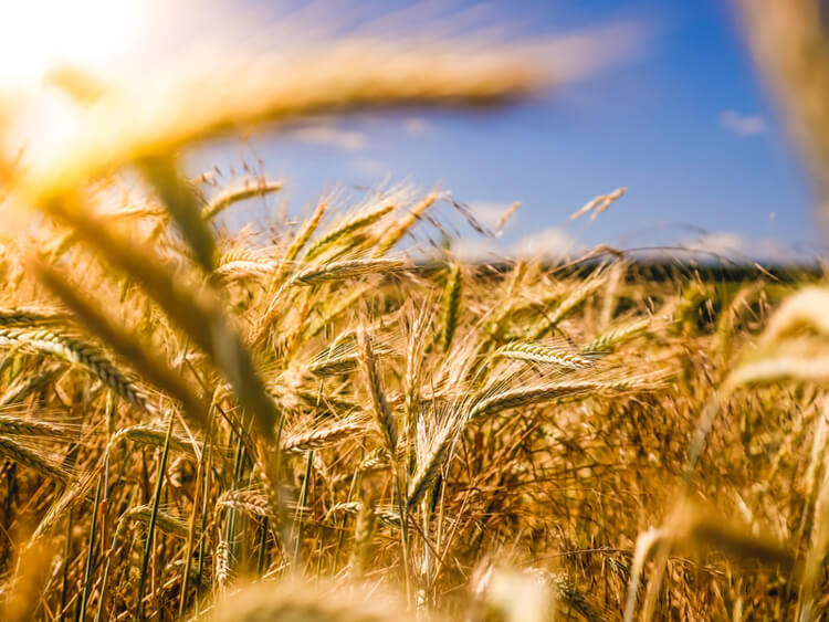 Generic wheat field