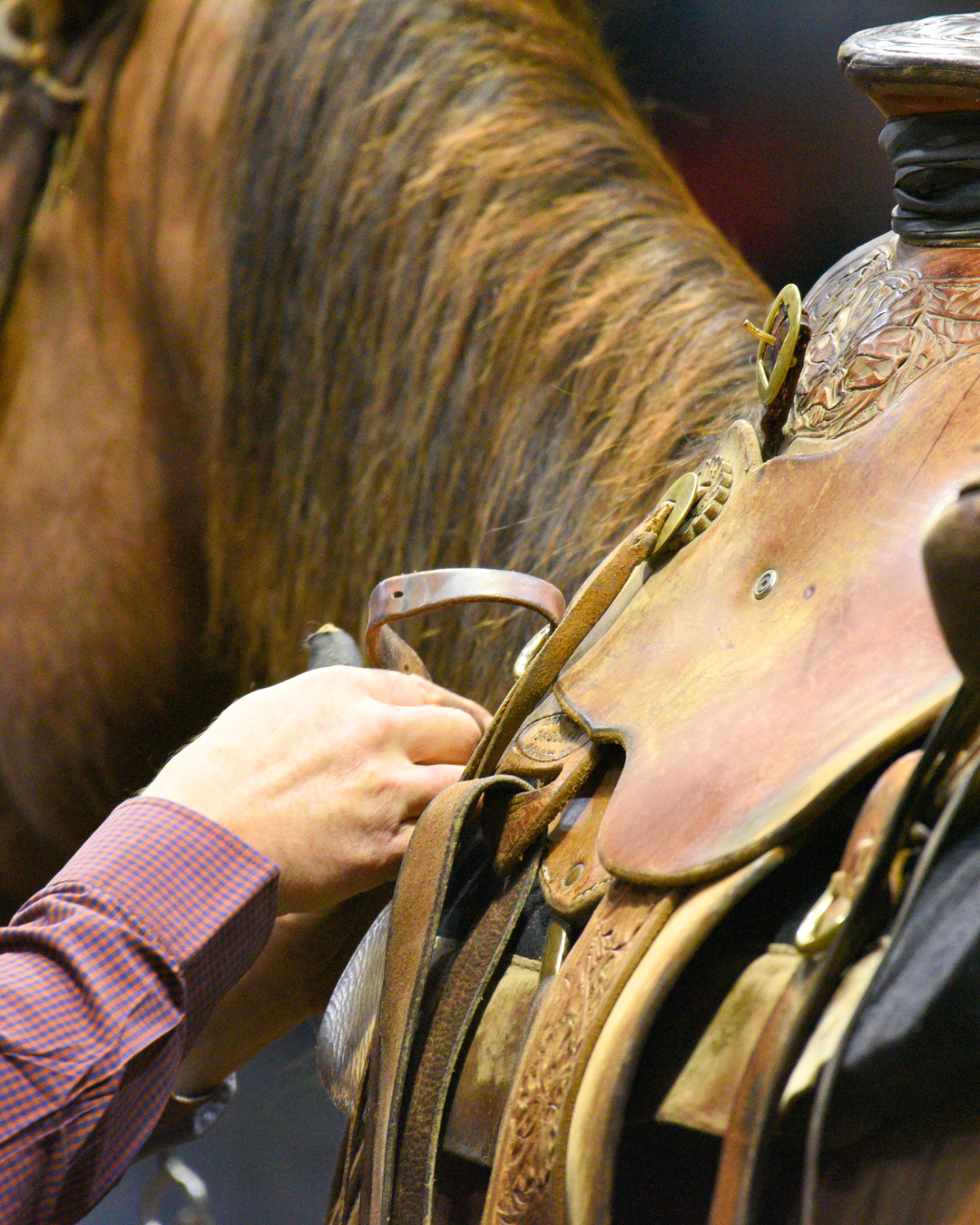 Adjusting leather saddle on horse