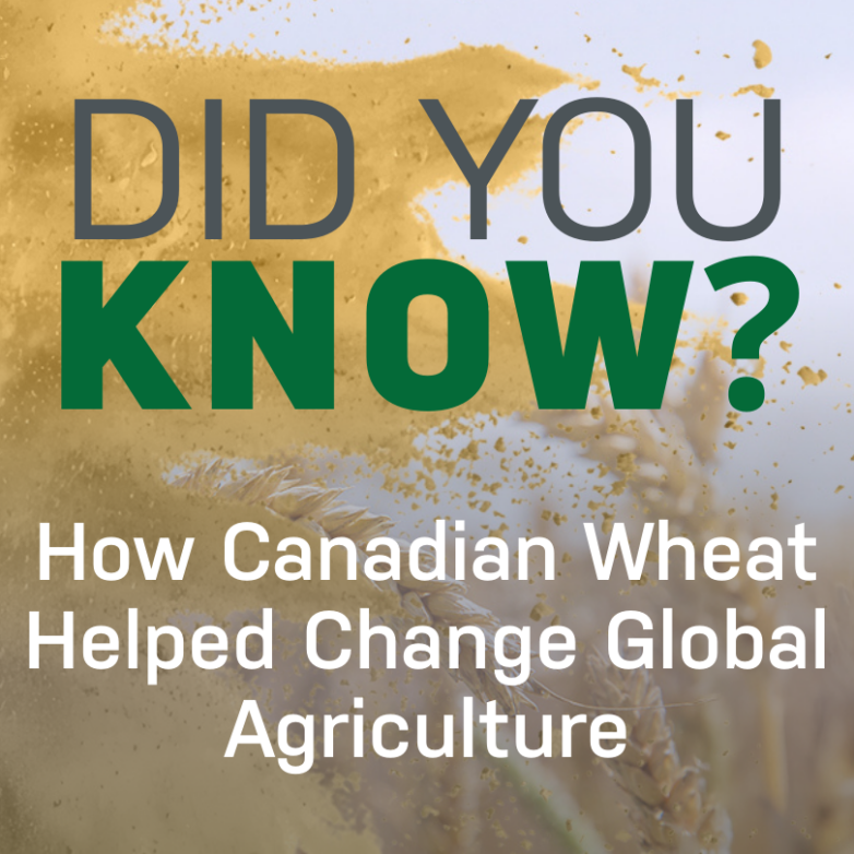 Did You Know – How Wheat, Innovation, and Collaboration Shaped the Canadian Prairies—and Helped Feed the World