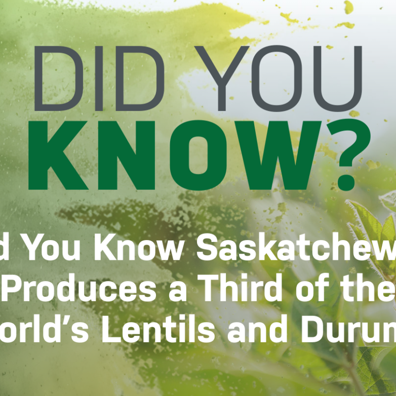 Did You Know Saskatchewan Produces a Third of the World’s Lentils and Durum? 